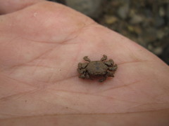 Baruna sinensis