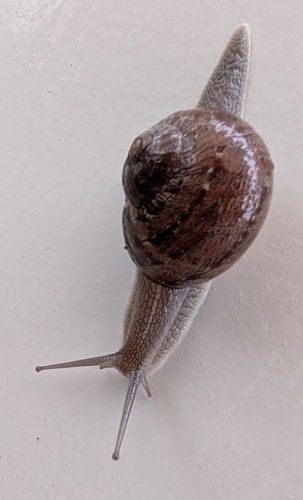 Cornu aspersum