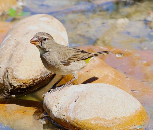 White-throated Canary (Crithagra albogularis), photo 2