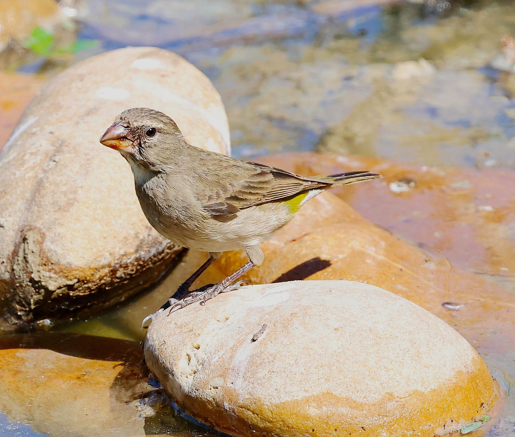 White-throated Canary (Crithagra albogularis), photo 2