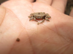 Baruna sinensis