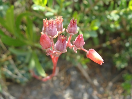 Echeveria amoena