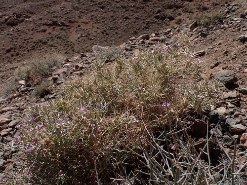Spiny Zilla (Zilla spinosa)