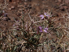 Zilla spinosa, photograph (c) Nolan Exe, some rights reserved (CC BY)