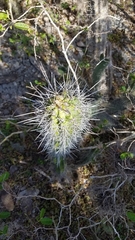 Cereeae