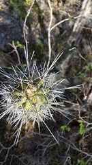 Cereeae