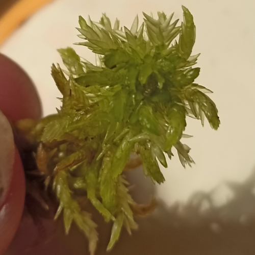 Sphagnum inundatum observed 2026-03-28