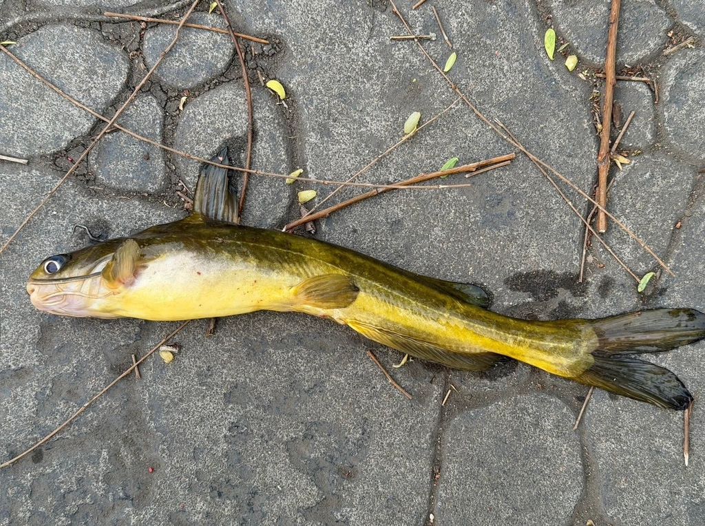 Tachysurus eupogon
