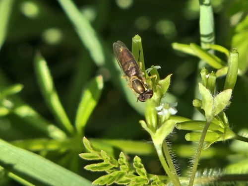 Unknown species found near Calloway County, US-KY, US