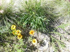 Gazania linearis
