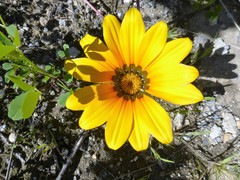 Gazania linearis