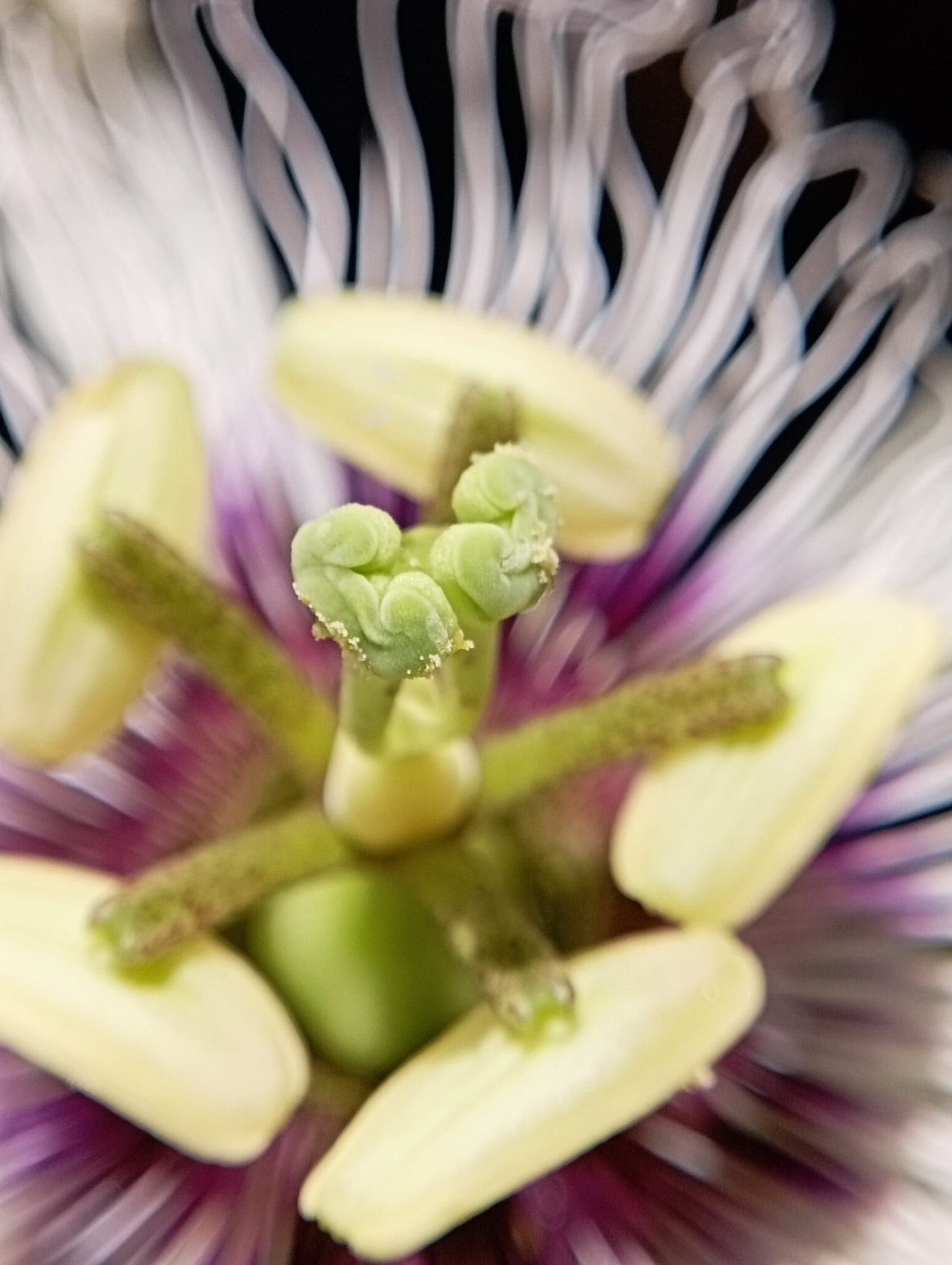 Passiflora edulis