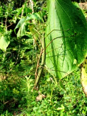 Pseudosermyle phalangiphora