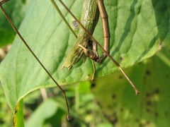 Pseudosermyle phalangiphora