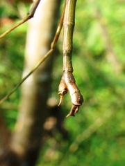 Pseudosermyle phalangiphora