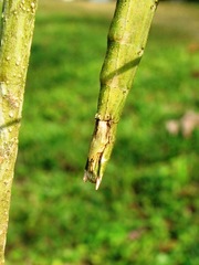 Pseudosermyle phalangiphora