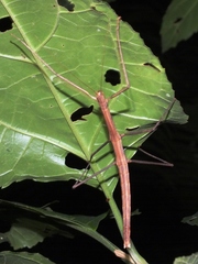 Pseudosermyle phalangiphora
