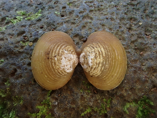 Corbicula fluminea observed 2026-03-23