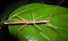 Pseudosermyle phalangiphora