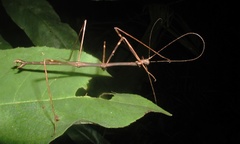 Pseudosermyle phalangiphora