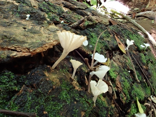 Clitocybe, 2026-03-23