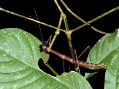 Pseudosermyle phalangiphora
