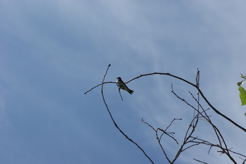 iNaturalist observation photo of Tree Swallow