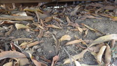 Trachylepis comorensis
