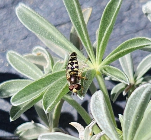 Unknown species found near Inyo County, CA, USA