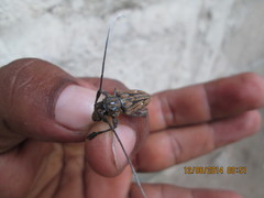 Steirastoma histrionicum