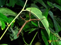Pseudosermyle phalangiphora