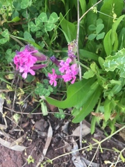 Silene aegyptiaca