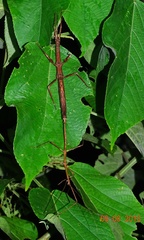 Pseudosermyle phalangiphora