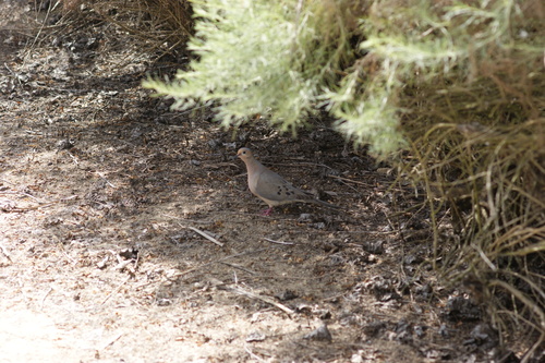 iNaturalist observation photo of Mourning Dove