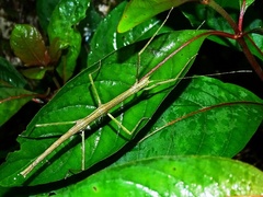 Pseudosermyle phalangiphora