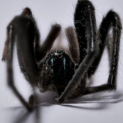 Segestria florentina