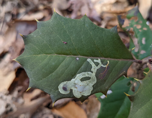 Unknown species found near Maryland, US