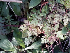 Geranium robertianum