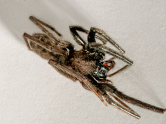 Segestria florentina