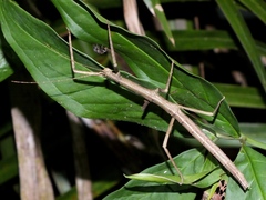 Pseudosermyle phalangiphora