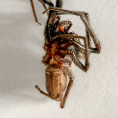 Segestria florentina