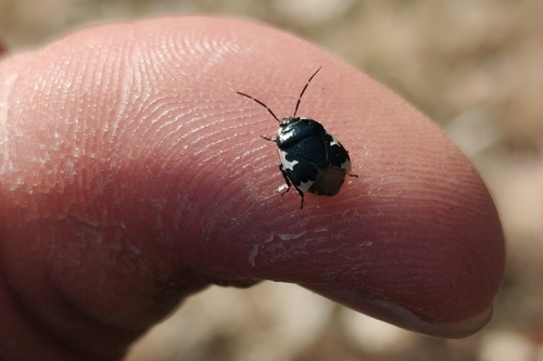 Photo of Pied shield bug (Tritomegas bicolor)