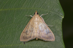 Crypsiptya coclesalis