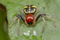 Camaricus maugei
