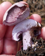 Lepista nuda