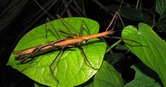 Pseudosermyle phalangiphora