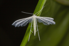 Pterophorus lacteipennis