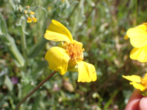 Coreopsis calliopsidea observed 2026-03-22
