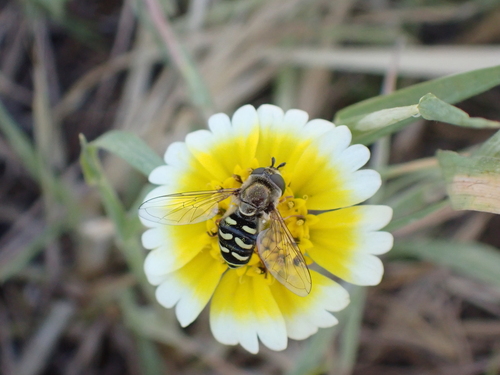 Unknown species found near San Luis Obispo County, CA, USA