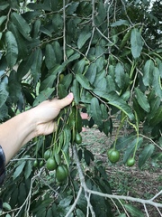 Cynophalla amplissima